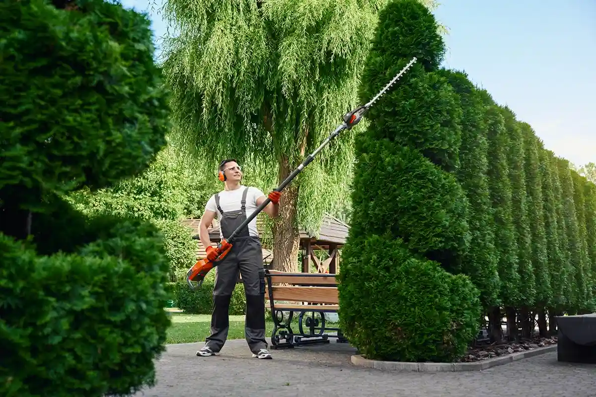 Professional Shrub Trimming Services