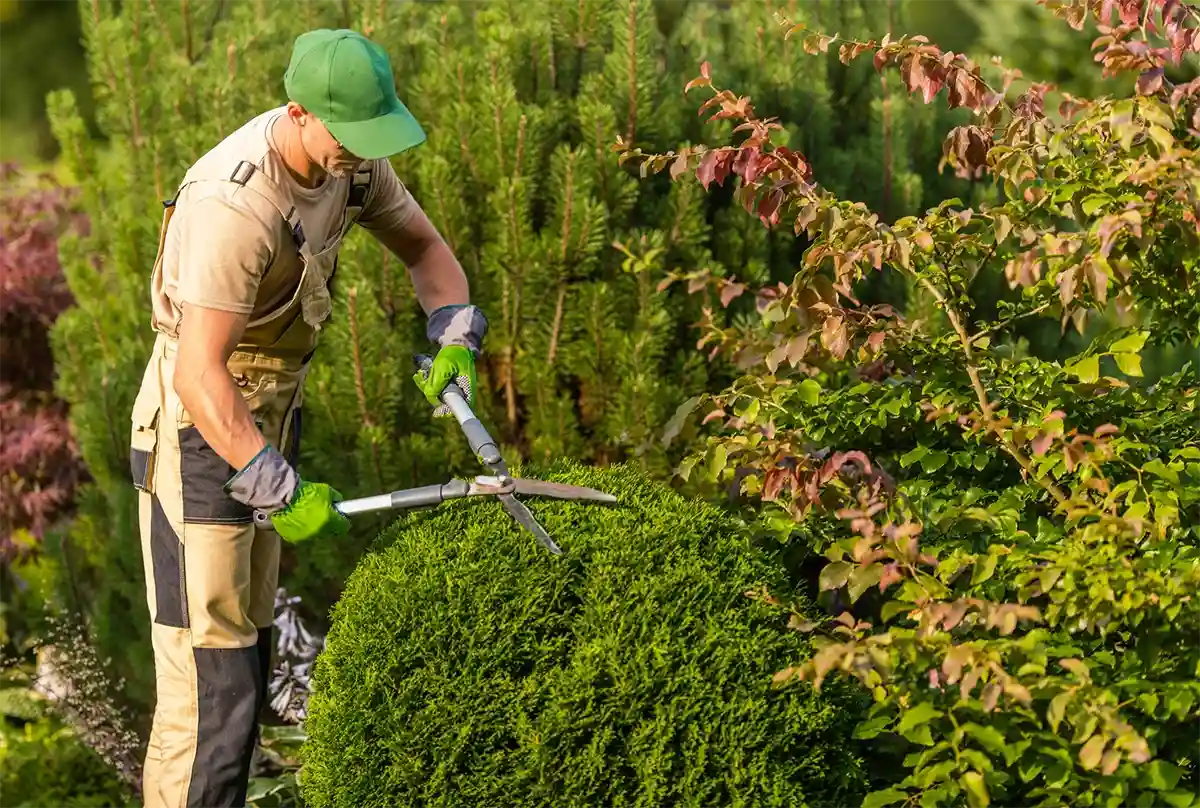 Trusted Shrub Trimming